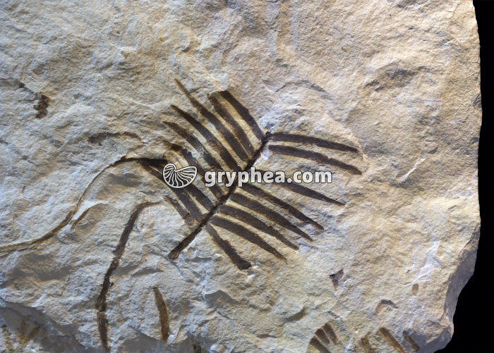 Fougère fossile (Zamites feneonis, Kimméridgien, Ptéridophyte) - gryphea.com